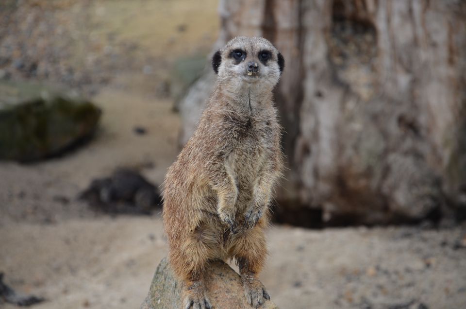 Krakow: Zoo with Hotel Pickup - Key Highlights You’ll Care About