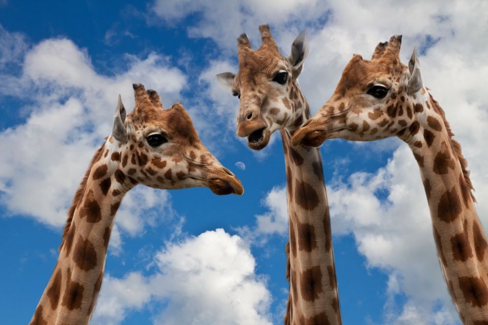 Krakow: Zoo with Hotel Pickup - Hotel Pickup in Kraków: The Easy Part of Your Day