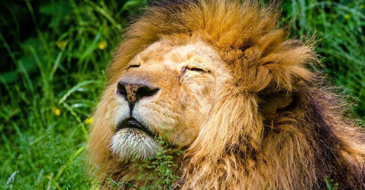 Krakow: Zoo with Hotel Pickup - Inside the Zoo: 1,500 Animals Across 260 Species