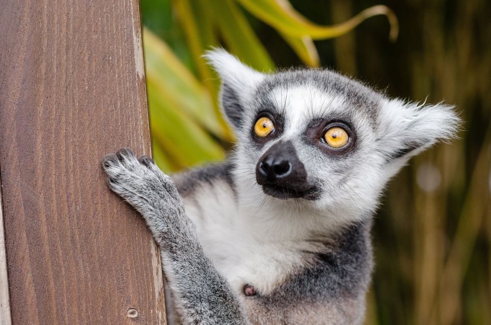 Krakow: Zoo with Hotel Pickup - Price and Value: What $56 Really Covers