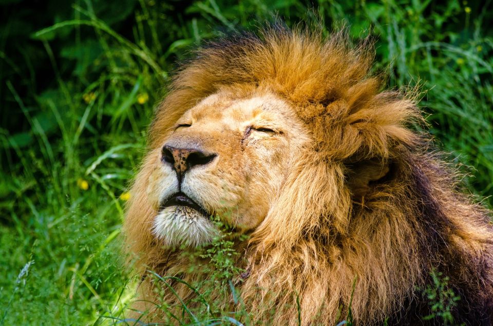 Krakow: Zoo with Hotel Pickup - Why Kraków Zoo in the Wolski Forest Feels Different